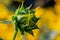 Close up unopened bud Sunflowers Helianthus annuus on a stem