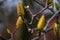 Close-up of unopened Magnolia buds in spring on a highly blurred background, the arrival of springtime, warming