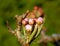 Close-up of Unopened Pear Tree Blossom Pyrus communis