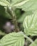 Close up of Unopened Plant Leaf with Stalk C