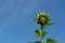 A close up of unopened sunflower bud (Helianthus annuus) against the blue sky