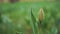 close-up of an unopened tulip bud. copy space