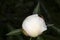 Close up of unopened white peony bud