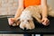 Close-up of unrecognizable female groomer holding ears of adorable curly Labradoodle dog before brushing and shearing on