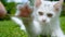 CLOSE UP: Unrecognizable person teasing the white kitten with dry stalk of grass