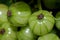 Close up unripe currant berries on the bush. shallow depth of field, macro photography