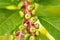 Close up of an unripe Dragonberries Phytolacca americana, American pokeweed with vibrant green fruits and leaves and cyclamen