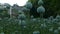 Close up of unripe green poppies heads Papaver somniferum. Opium poppy, breadseed poppy. Detail view of Poppy-heads field