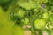 Close up of unripe, green Tigerella tomatoes