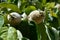 Close-up of Unripe Quince Fruits, Nature, Macro, Sicily