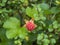 Close up of unripe red cloudberry, Rubus chamaemorus. Macro of fresh wild northern berry growing in the natural habitat