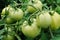 Close-up of unripe tomato