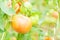 Close-up of unripe tomato on stem in eco farm