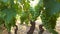 Close up of Unripe vine  grapes in a south italian vineyard