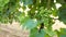 Close up of Unripe vine  grapes in a south italian vineyard