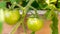 Close up of unripe vine tomato having just pollinated, in a wood planter for a home vegetable garden. Depicting agriculture,