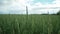Close-up of unripe wheat ears on green fields