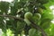 Close up of unripened Calamondin Oranges ripening on the branch of a tree