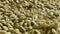 Close up of unroasted coffee beans background. Stock footage. A pile of many green unroasted ethiopian coffee seeds for