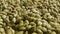 Close up of unroasted coffee beans background. Stock footage. A pile of many green unroasted ethiopian coffee seeds for