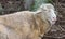 Close-up of unshorn sheep with funny expression on face - looks like hes saying baaaaaa