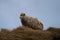 Close up of an unshorn sheep with long wool standing in high grass resisting strong wind forces of nature in New Zealand