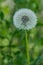 Close up of an untouchted dandelion flower, vertical color photo