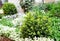 Close up on untrimmed buxus, boxwood shrubs in spring with flower bed of Arabis caucasica