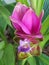 Close up of the unusual bloom found on the healthy Tumeric Plant