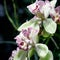 Close-up of unusual orchid flower Cymbidium. Orchid pink blossom flower tropical