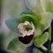 Close-up of unusual orchid flower with green petals and deep pink center