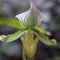 Close-up of unusual orchid flower Lady\\\'s slipper orchid, Cypripedioideae Paphiopedilum