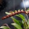 Close-up of unusual orchid flower. Orchid blossom flower tropical