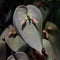 Close-up of unusual orchid flower. Orchid blossom flower tropical