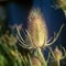 Close up of an unusual spikey plant, outside