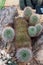 Close Up of an Unusually Shaped Mammillaria Cactus