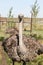 Close up up of ostrich