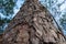 Close up and up rise view photo of bark of pine trunk