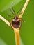 a close up up of tick on straw