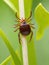 a close up up of tick on straw