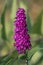 Close up of an upright purple butterfly bush buddleja davidii flower umbel in bright sunshine