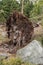 Close-up uprooted tree