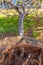 Close up of uprooted tress during Cyclone Vardah in Chennai, India. Dec 2016