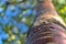 Close up upward view of beautiful brown trunk and bark pattern of cherry tree