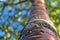 Close up upward view of beautiful brown trunk and bark pattern of cherry tree