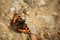 Close-up of an Urticaria (Aglais urticae) resting on a rock