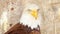 Close up of USA American bald eagle, bird of prey in its nest after hunt on mountains background