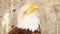 Close up of USA American bald eagle, bird of prey in its nest after hunt on mountains background