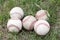 Close-up used baseballs on green grass field, sport concept