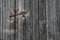 Close up of a utility shed door with a rusty padlock and weathered planks